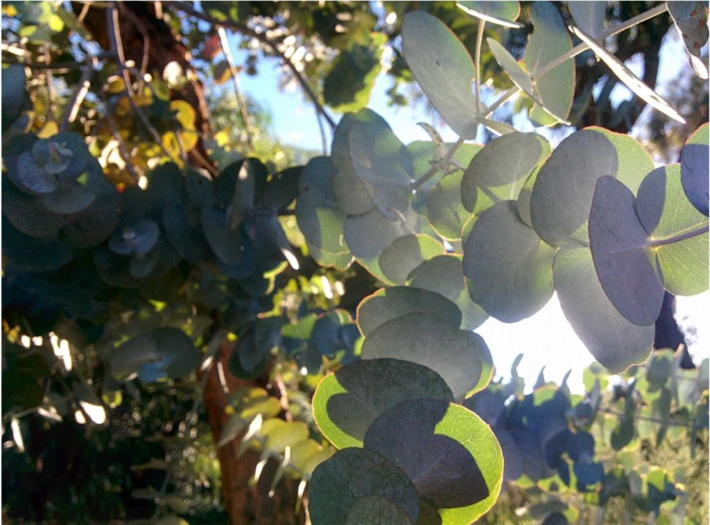 neotonus eucalyptus leaves
