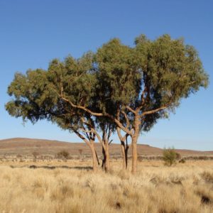 Corymbia opaca (Desert Bloodwood)