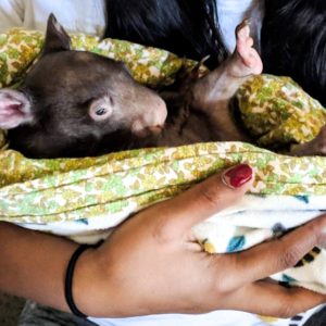 The wildlife rescue wonder women of Coopers Animal Refuge