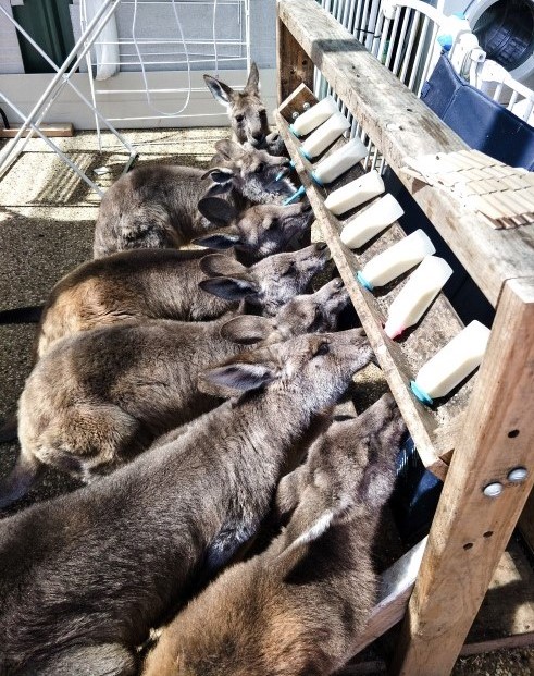 Feeding time for joeys of varying ages