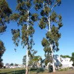 Eucalyptus argophloia (Queensland Western White Gum)