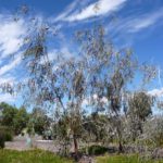 Eucalyptus caesia subsp magna cultivar