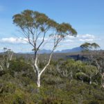 Eucalyptus coccifera (Tasmanian Snow Gum)