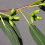 Eucalyptus cypellocarpa (Mountain Grey Gum)