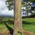 Eucalyptus deglupta (Rainbow Eucalyptus)