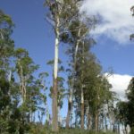 Eucalyptus delegatensis (Alpine Ash, Woollybutt)