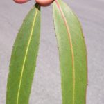 Eucalyptus denticulata (Shining gum, Errinundra Shining Gum)