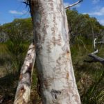 Eucalyptus haemastoma (Scribbly Gum)