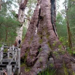 Eucalyptus jacksonii giant tree (Red Tingle)