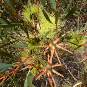 Eucalyptus lehmannii (Bushy Yate)
