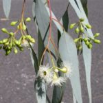 Eucalyptus melliodora, (Yellow Box)