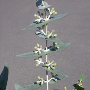 Eucalyptus risdonii cultivar (Risdon Peppermint)