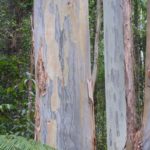 Eucalyptus saligna (Sydney Blue Gum)