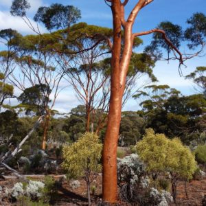 Eucalyptus salubris (gimlet, Fluted Gum)