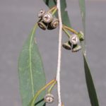 Eucalyptus strzeleckii (Strzelecki Gum)
