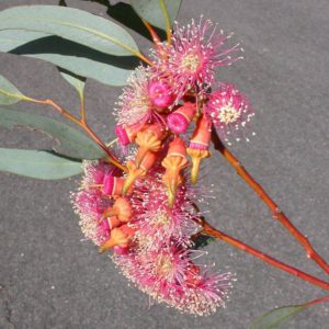 Eucalyptus torquata (Coral Gum)