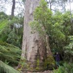 Eucalyptus viminalis (Manna Gum, Ribbon Gum)