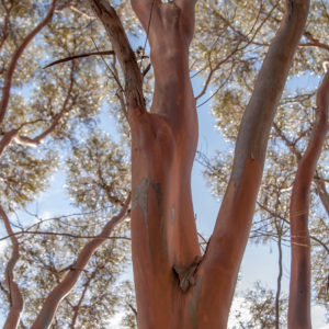 Eucalyptus mimica