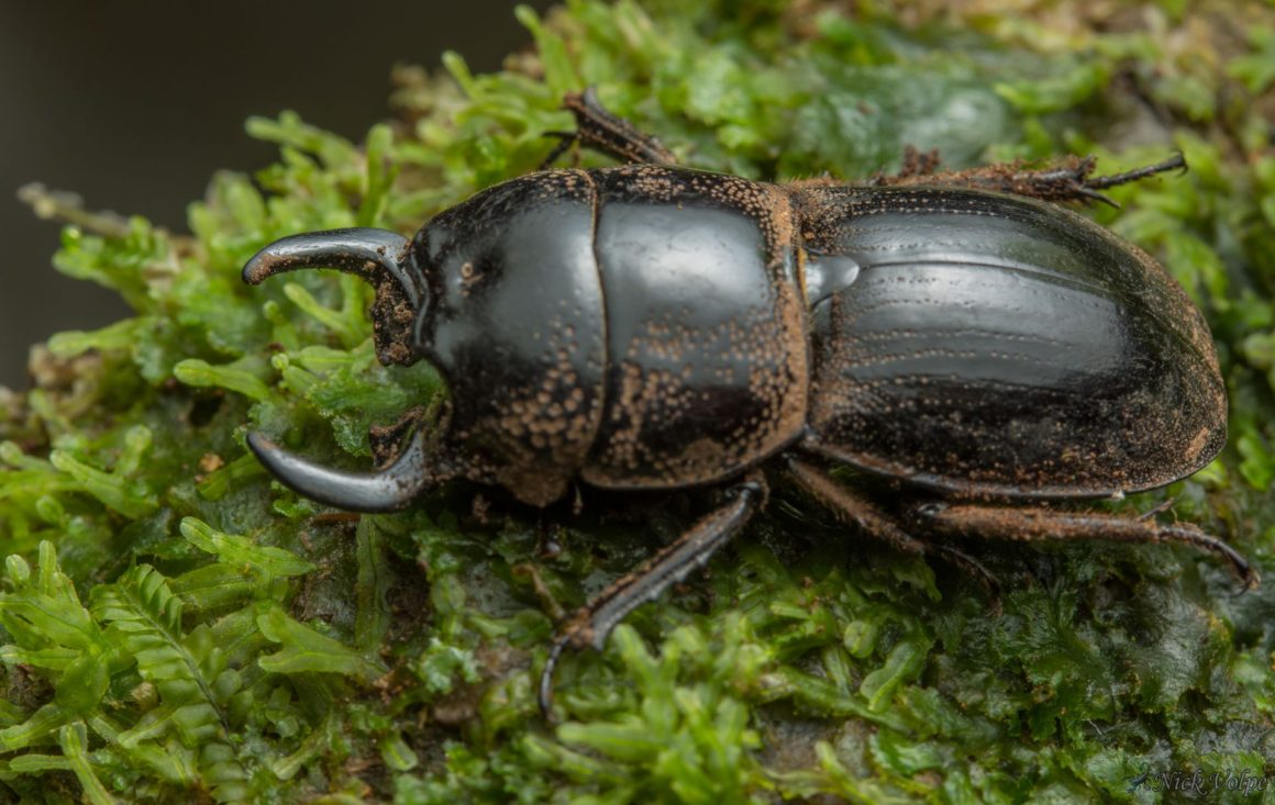 Rainforest Stag Beetle