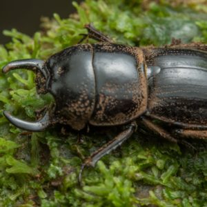 Rainforest Stag Beetle