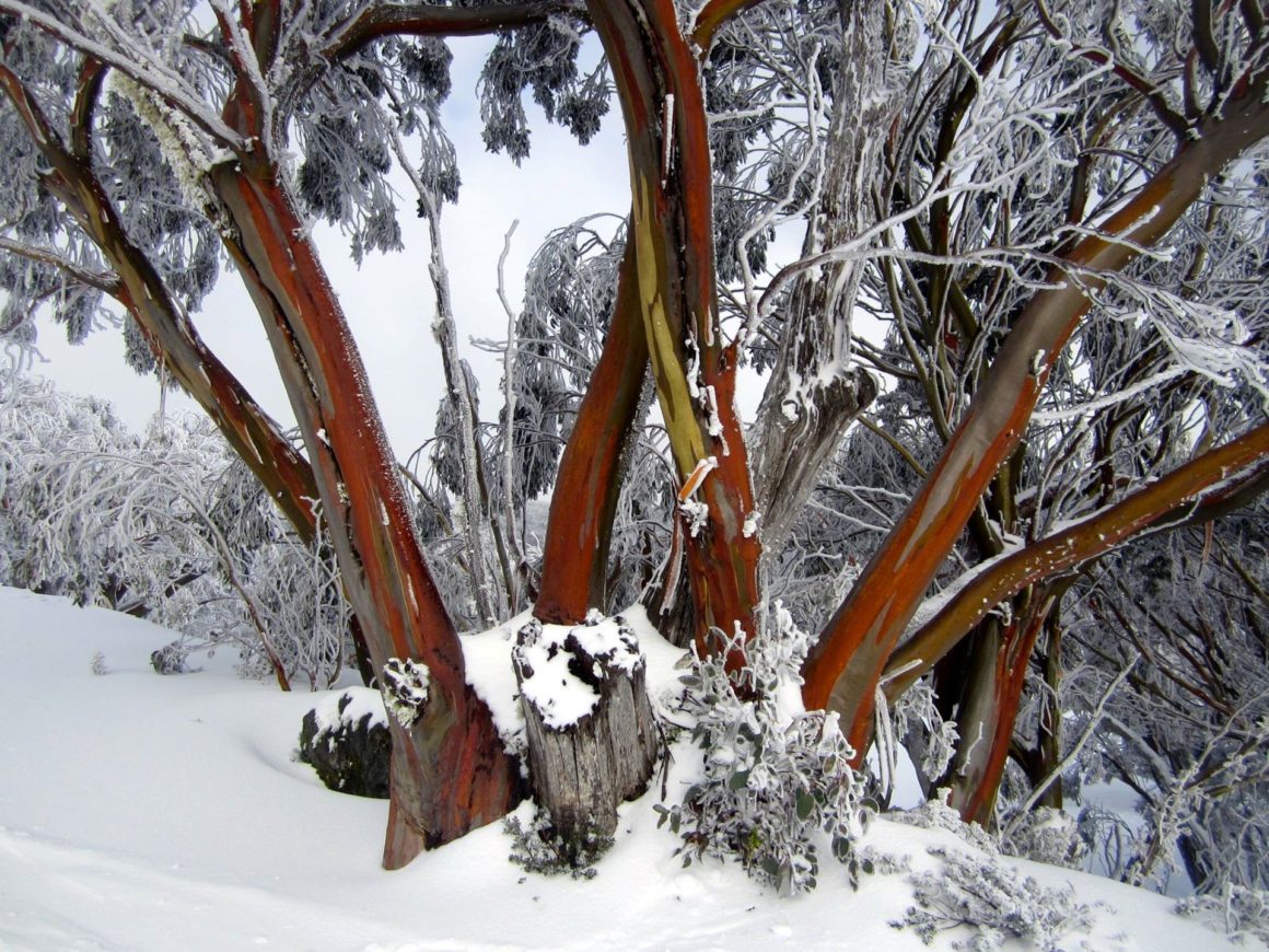 Reflections from Eucalypt Australia: Eucalypt of the Year 2019