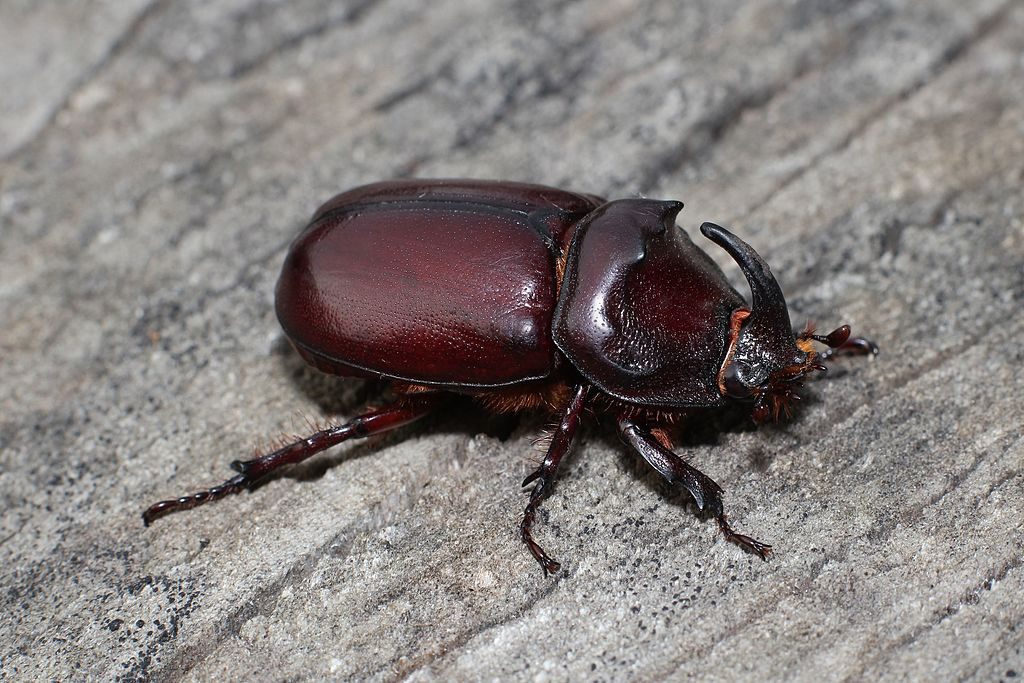 Rhinoceros Beetles are among the insects that love a good decomposing log in your garden.
