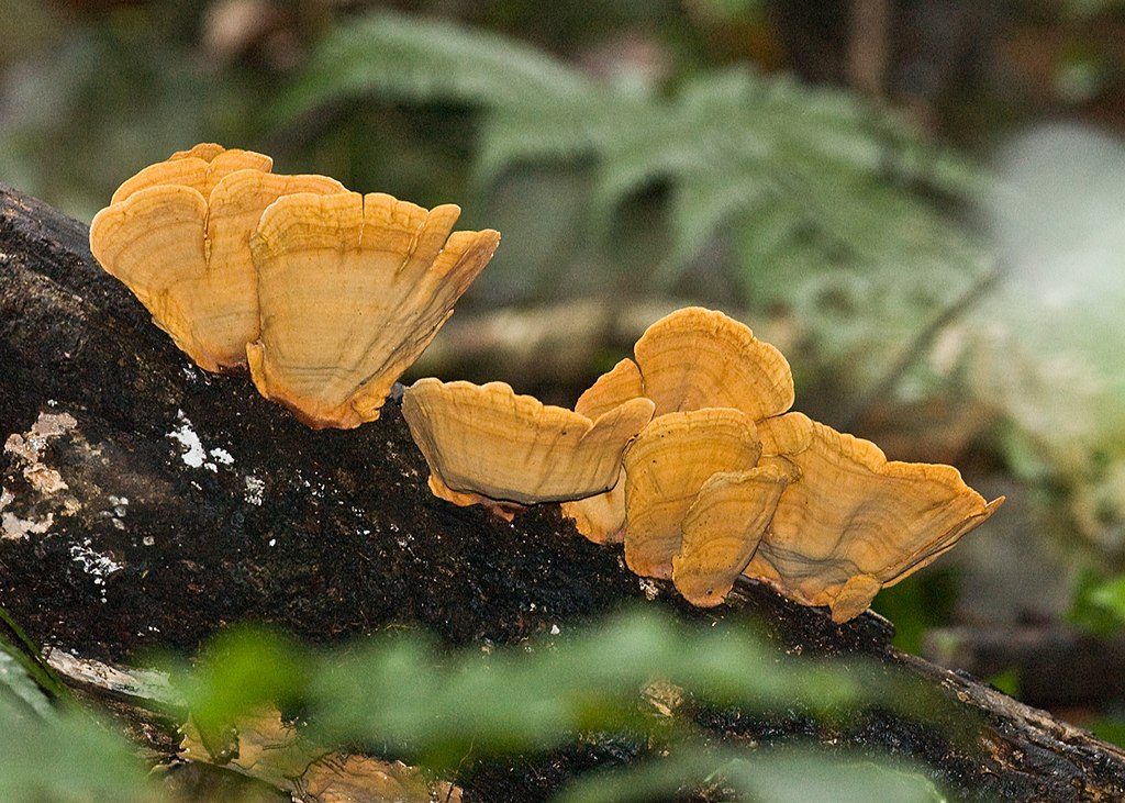 Bracket fungi on forest floor
