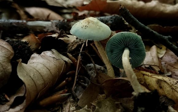 Fungi in leaf litter