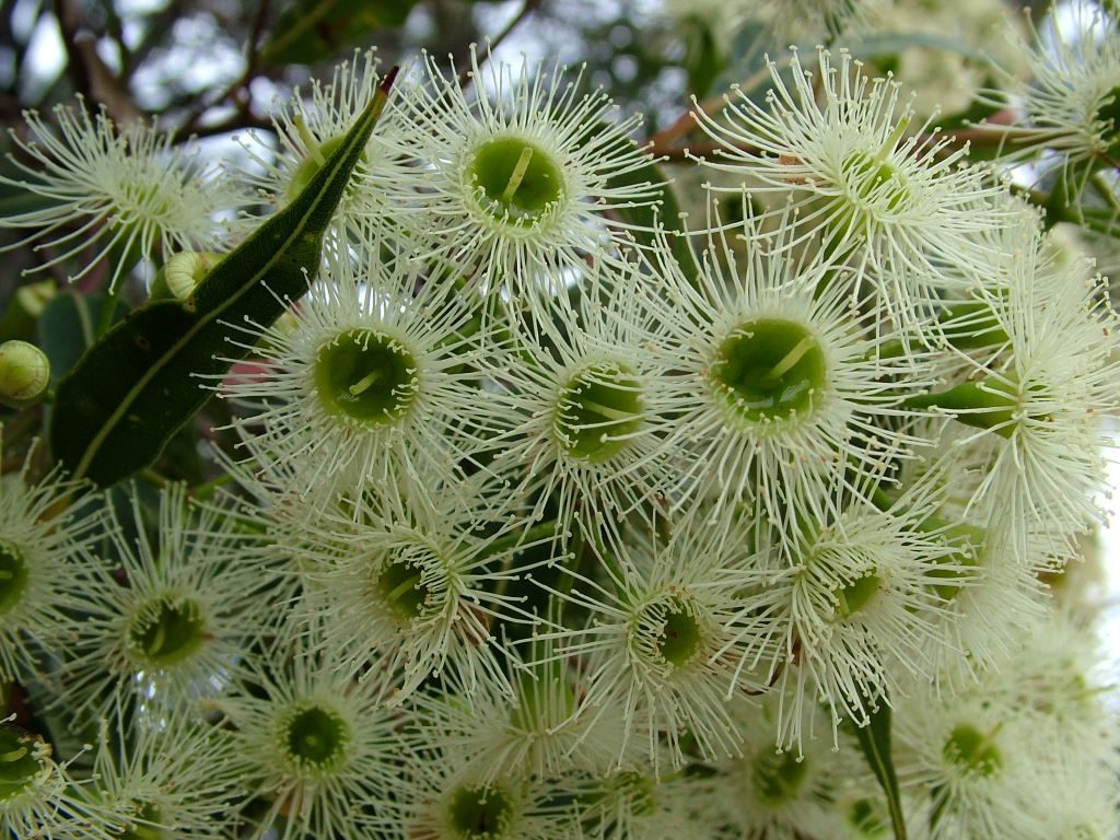 Red bloodwood's floral clusters provide a feast of pollen and nectar for fruitbats. Image: Mike Bayly [CC BY-SA 2.5 (https://creativecommons.org/licenses/by-sa/2.5/deed.en)], via Wikapedia Commons.
