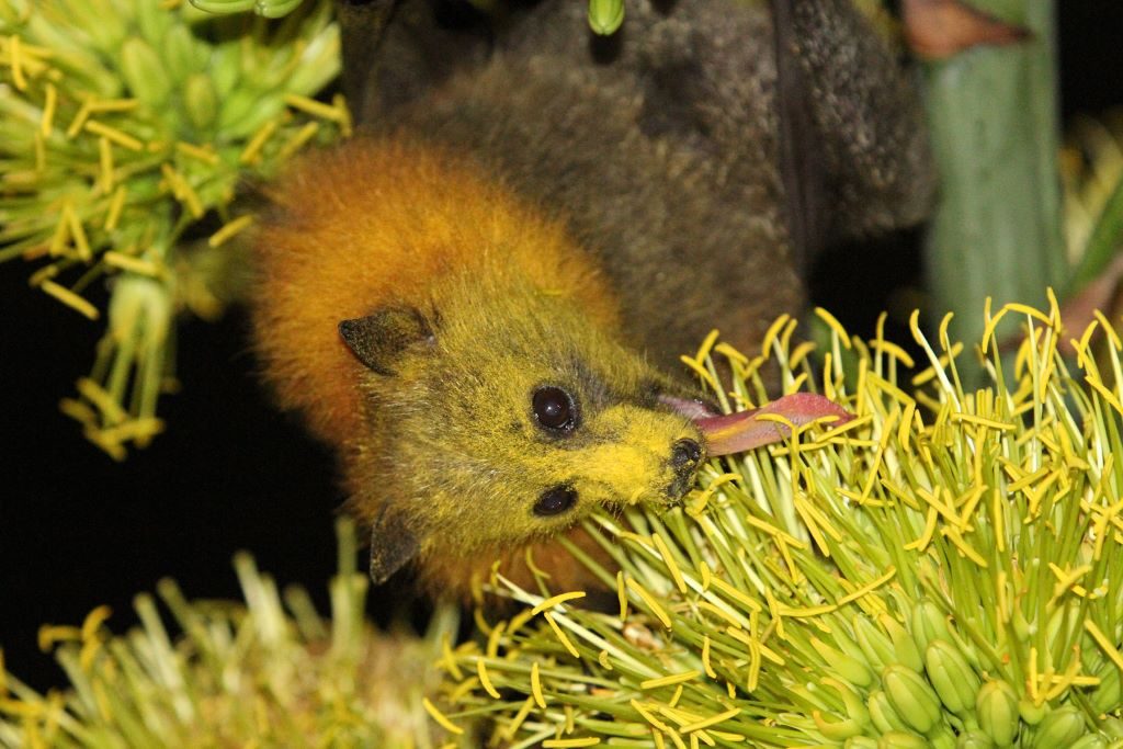 A Grey-headed flying fox's face and fur is covered in pollen whilst it feeds on flower nectar. Image: Andrew Mercer [CC BY-SA 4.0 (https://creativecommons.org/licenses/by-sa/4.0/deed.en)], via Wikimedia Commons.