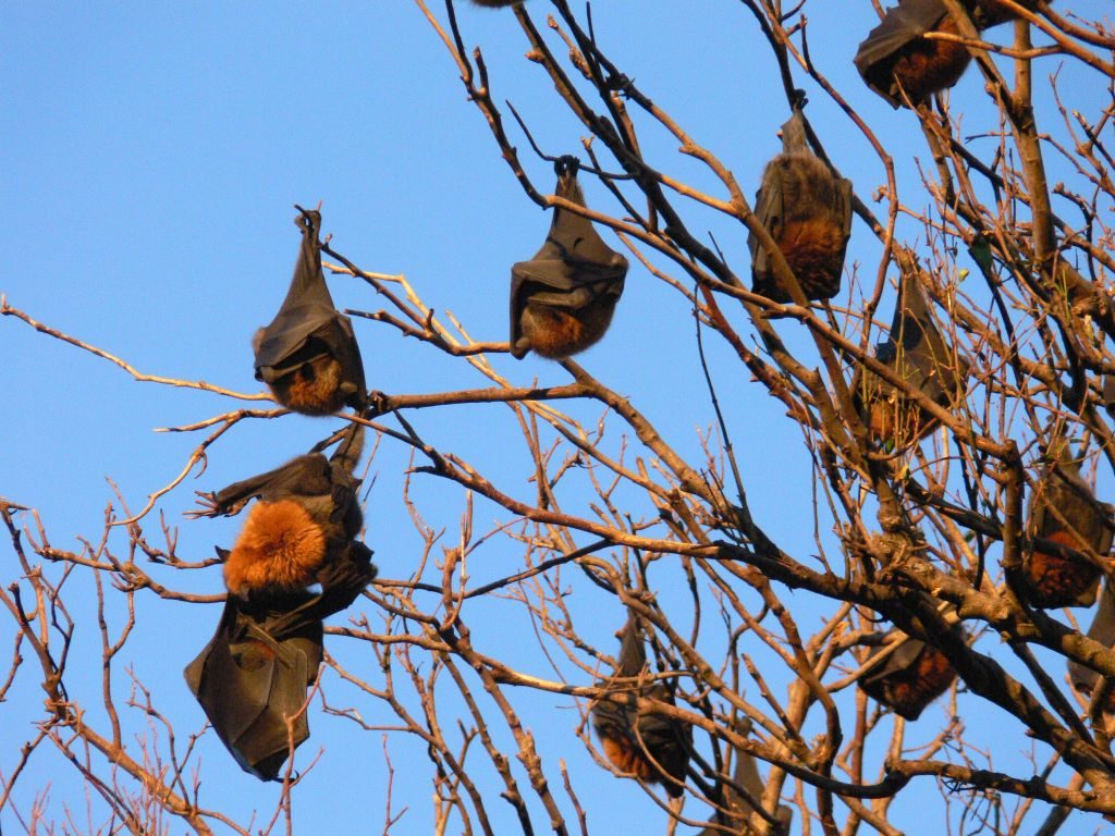 A large number of Australian species of bats utilise trees to roost. Image: Daniel Vianna [CC BY-SA 3.0 (https://creativecommons.org/licenses/by-sa/3.0/deed.en)], via Wikimedia Commons.