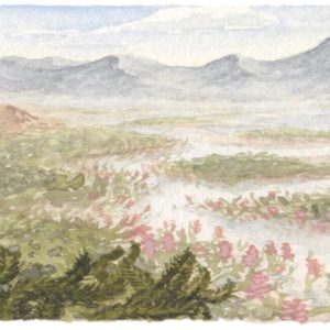 A time-travelling botanist and Australia’s first plants