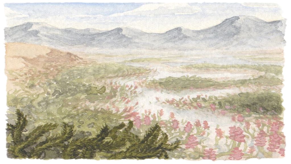 A time-travelling botanist and Australia’s first plants