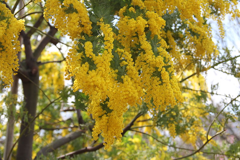 Acacia dealbata is a good source of food for sugar gliders. Image: Roozita [CC BY-SA 3.0], via Wikimedia Commons. 