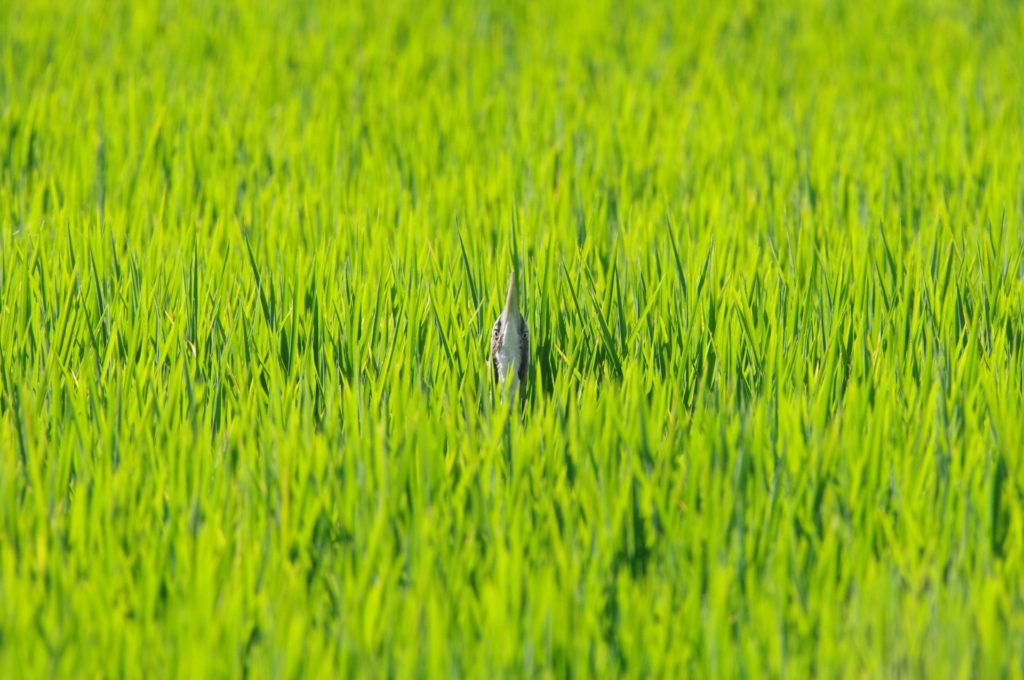 The Australasian Bittern is a large but secretive bird whose population is decreasing due to widespread land-management and water-use practices. The well-loved Bitterns in Rice project is helping to turn this around by partnering with the rice-growing community to manage agricultural land for the twin goals of farm productivity and Bittern conservation. Find out more at https://www.bitternsinrice.com.au/