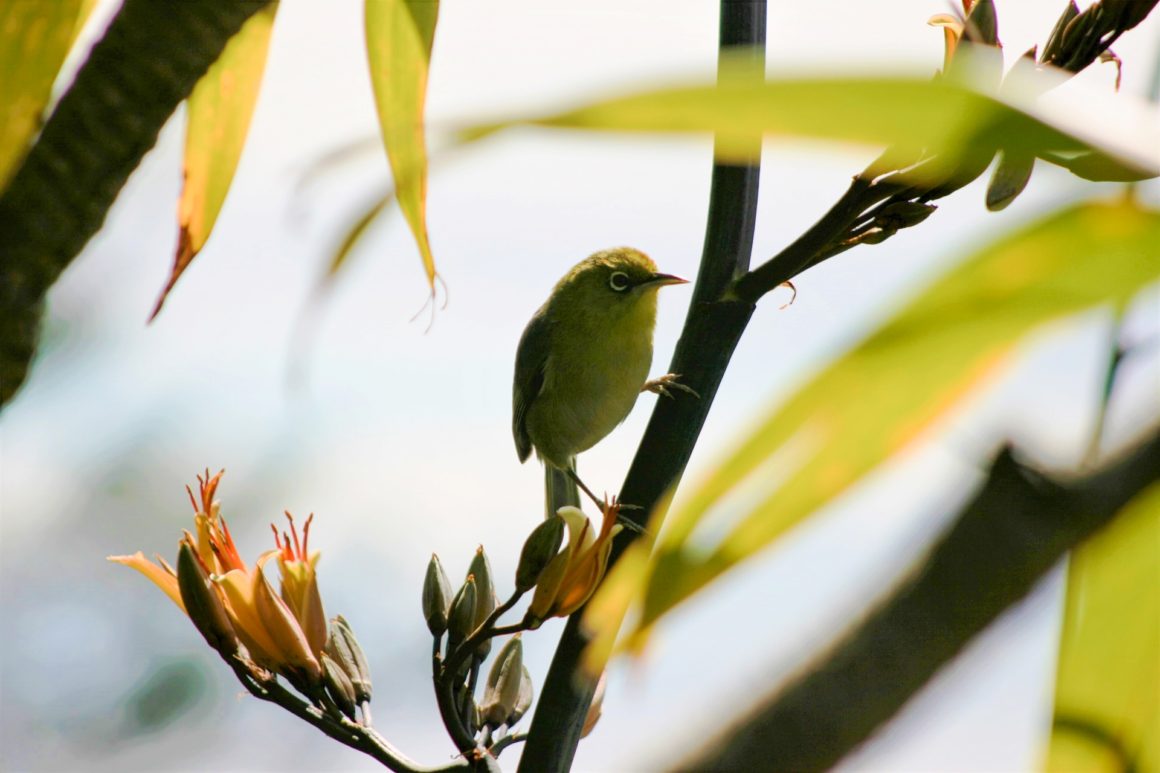 adult white eye and flax from Norfolk island