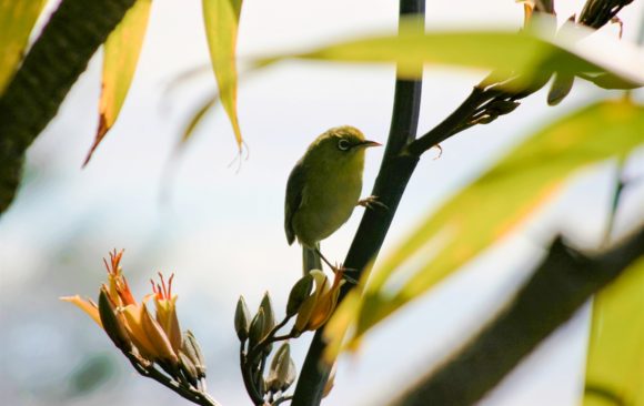 adult white eye and flax from Norfolk island