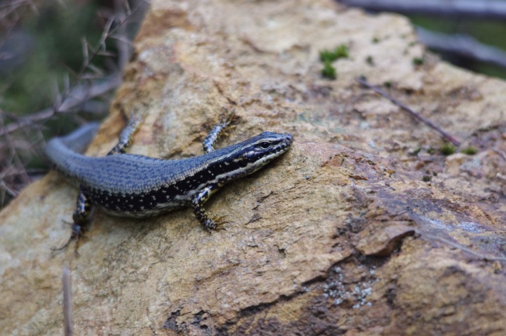 Southern Water Skink basking on a rock. Image: Cathy Cavallo