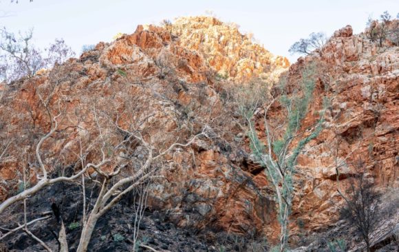 bushland in central australia after a fire