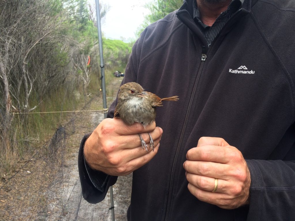 Eastern Bristlebirds, an Endangered species, are facing serious threat from fires burning near the Victorian and NSW border.