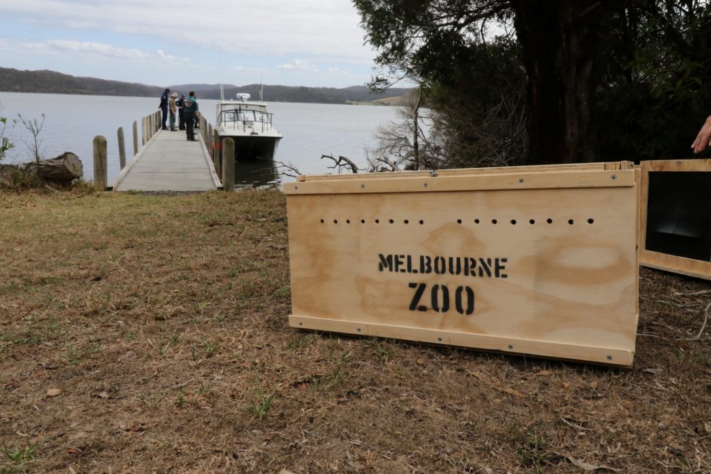 Bound for Melbourne Zoo, boxes containing Eastern Bristlebirds are a beacon of hope for the long-term survival of the species ahead of fires that will likely devastate the bristlebird population.