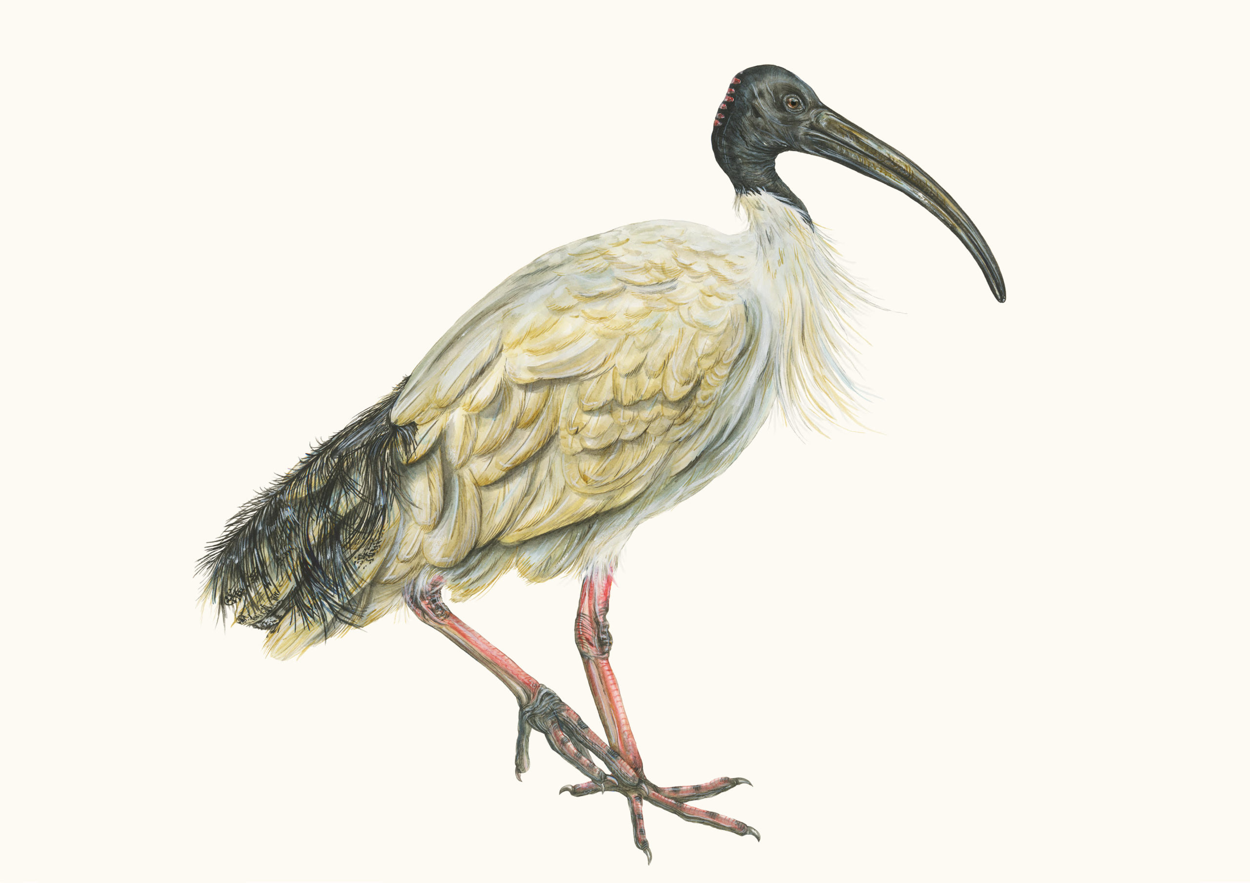 The Australian White Ibis is (more or less) affectionately known as a 'bin chicken' by urban Australians, but it's the bird's foraging skills that have allowed it to adapt and survive as its natural habitats become less inhabitable. Image provided by Sami Bayly.