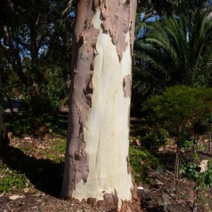The Lemon-scented Gum (C. citriodora), another much-loved eucalypt. All images: Dean Nicolle.