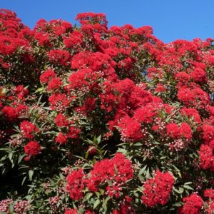The Western Australian Red-flowering gum (C. ficifolia), another corymbia.