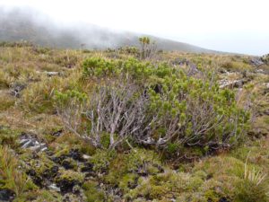 E. vernicosa Ironbound Range, Tas
