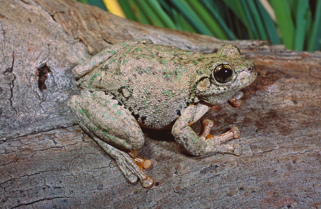 Emerald Spotted Tree Frog (Litoria peronii) by Geoff Heard.