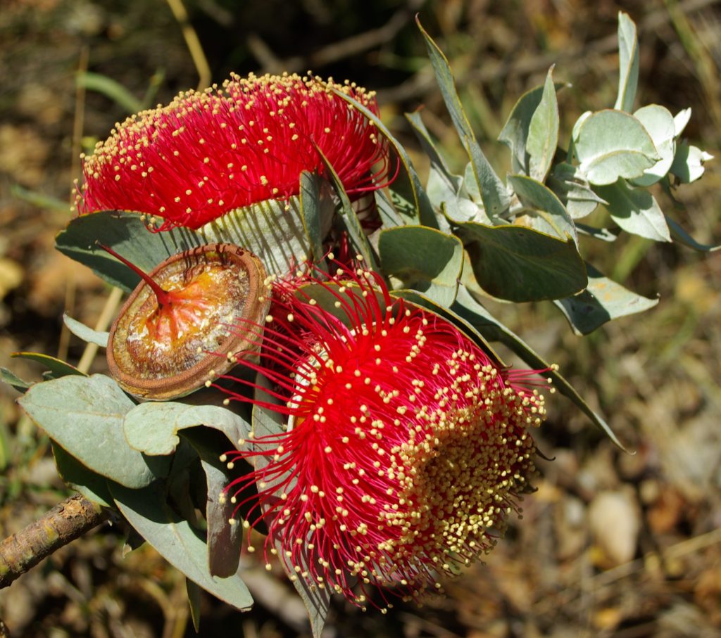 Close-up of the red flowers of eucalyptus macrocarpa, above