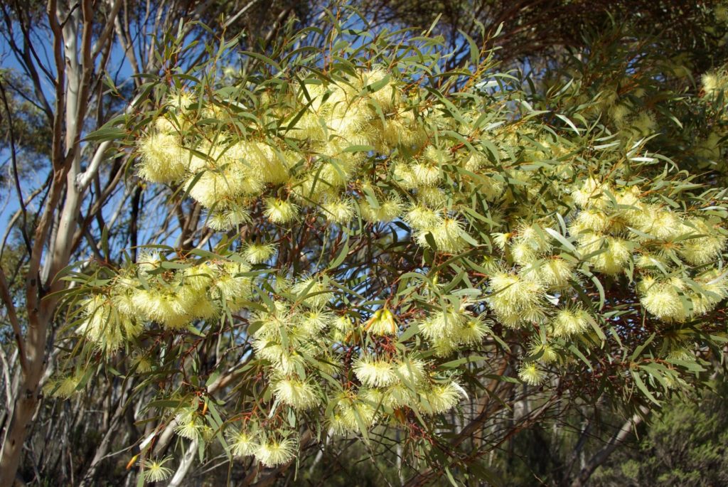 Eucalyptus tenera, endemic to the wheatbelt, unknown in cultivation