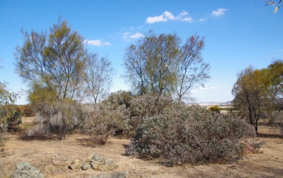 Planted eucalypts are buried treasure on rural properties