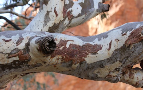twisted limbs and strtiped bark of a river red gum